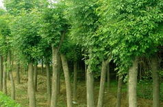 白蜡树价格,市场行情与种植价值一览”