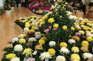 银川鲜花,探寻宁夏银川的鲜花魅力与市场风采”