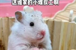 鼠鼠娱乐吃瓜,趣味吃瓜，欢乐无限